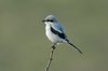 ggshrike-17-11-07