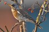 fieldfare-19-12-07