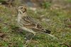 laplandbunting3-25-11-07