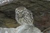 littleowl-17-10-07