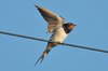 swallow2-15-9-07