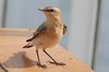 wheatear-28-8-07