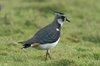 lapwing-13-12-07