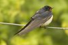 swallow-27-5-07