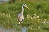 greyheron-18-4-07