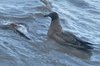 bonxie3-7-12-06