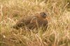 redgrouse-8-5-07