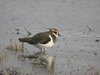 lapwing1