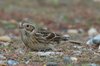 laplandbunting6-25-11-07