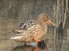 shoveler