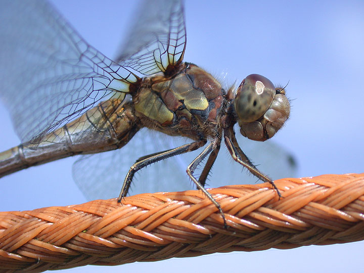 Common Darter