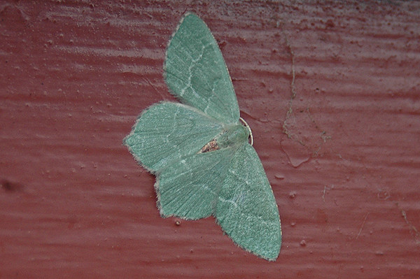 Common Emerald