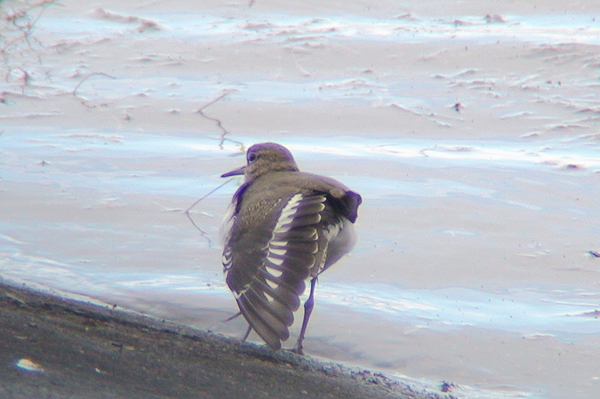 Picture of common sandpiper showing upper wing