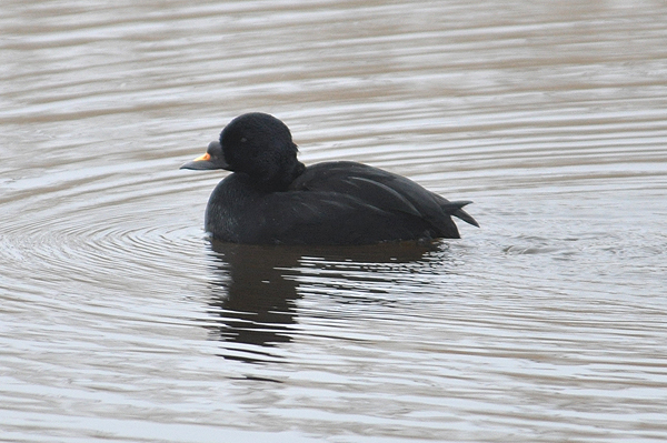 Common Scoter