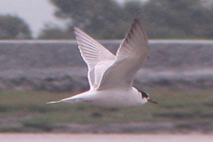 Common Tern photo