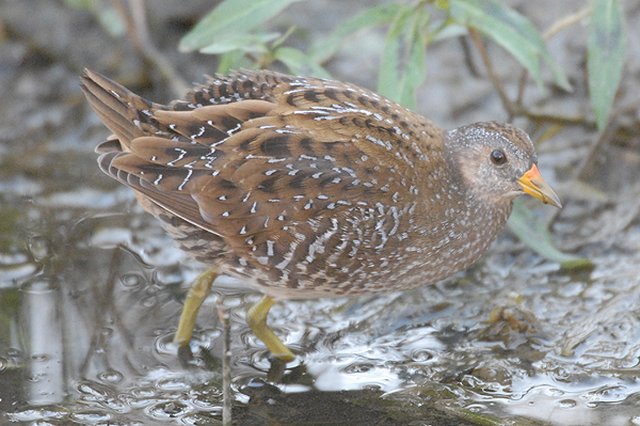 Spotted Crake