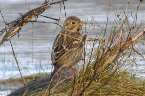 Corn Bunting