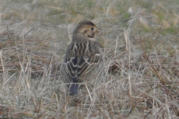 Corn Bunting