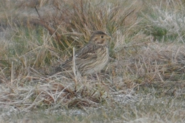 Corn Bunting