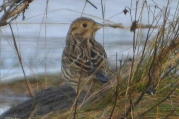 Corn Bunting