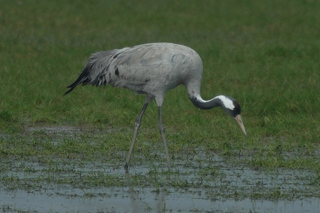 common crane cropredy, oxfordshire