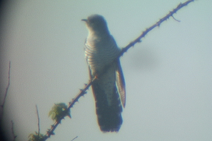 Cuckoo