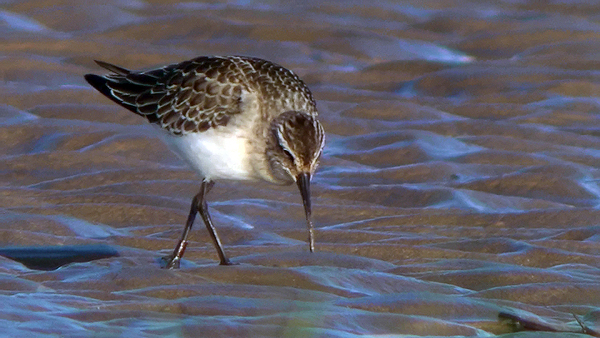 juvenile curlew sandpiper photo