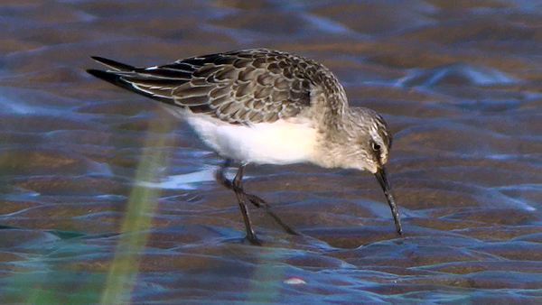 juvenile curlew sandpiper photo