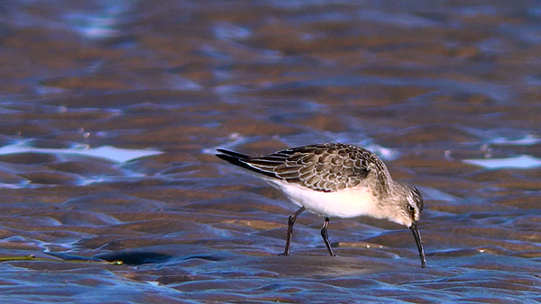 juvenile curlew sandpiper photo