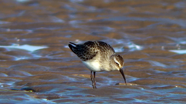 juvenile curlew sandpiper photo