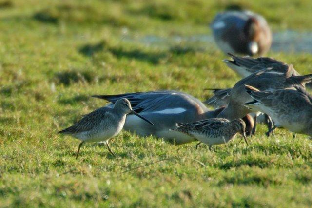 Long-billed Dowitcher