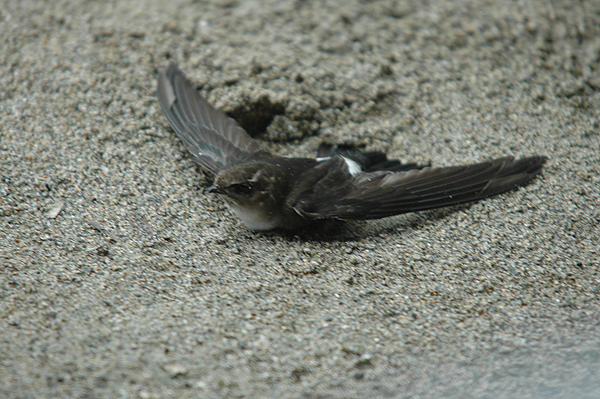 Antillean Palm Swift