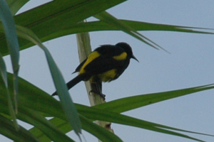 Black-cowled Oriole