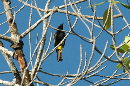 Black-cowled Oriole