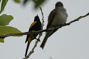 Black-cowled Oriole