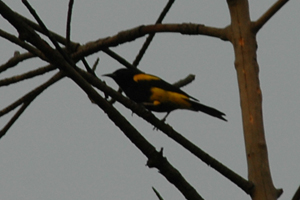 Black-cowled Oriole