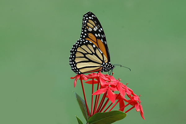 Queen Butterfly