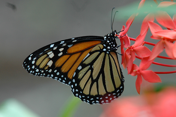 Queen Butterfly