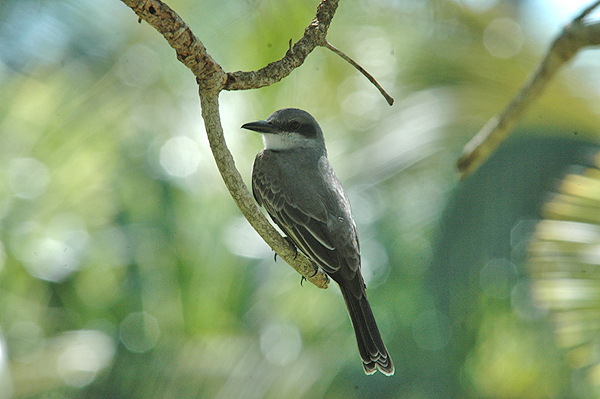 Gray Kingbird