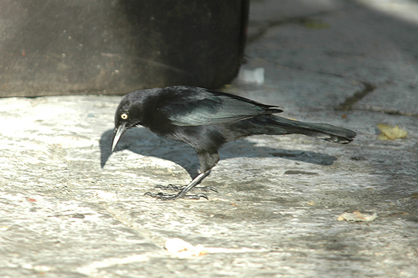 Greater Antillian Grackle