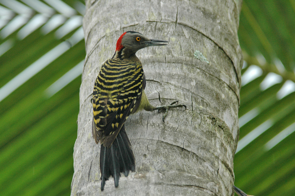 Hispaniolan Woodpecker