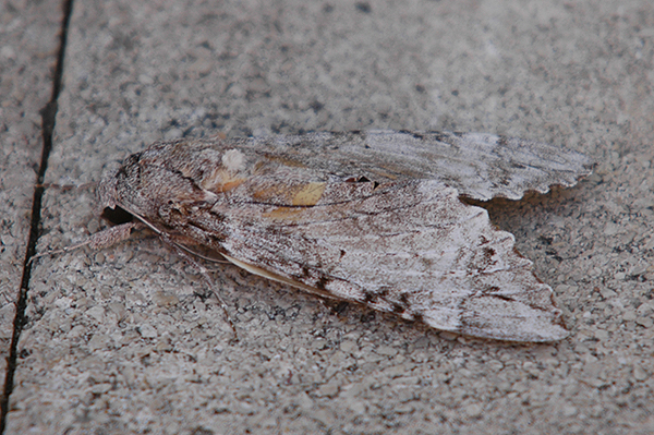 Tetrio Sphinx Moth