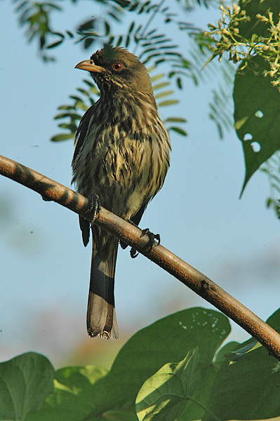 Palm Chat