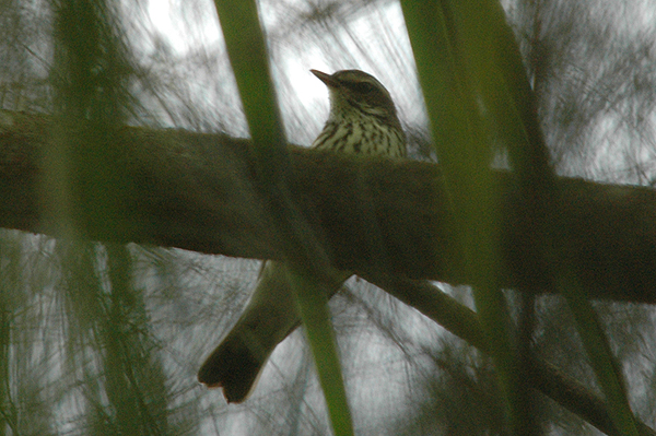 Palm Warbler