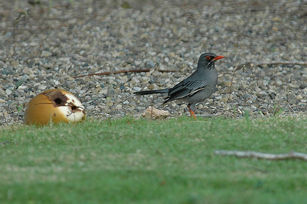 Red-legged Thrush