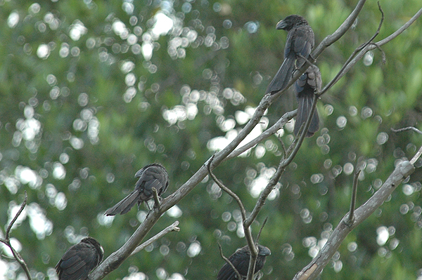 Smooth-billed Ani