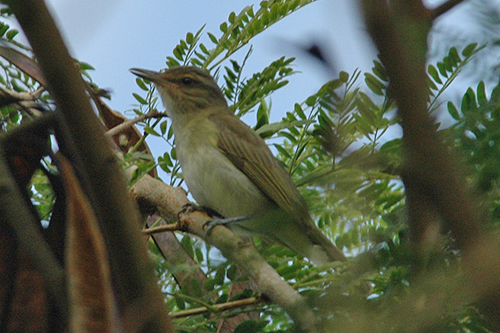 Black-whiskered Vireo