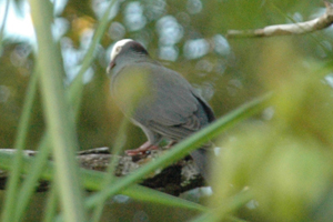 White-crowned Pigeon