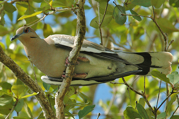 White-winged Dove