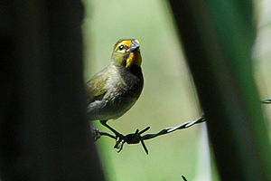 Yellow-faced Grassquit